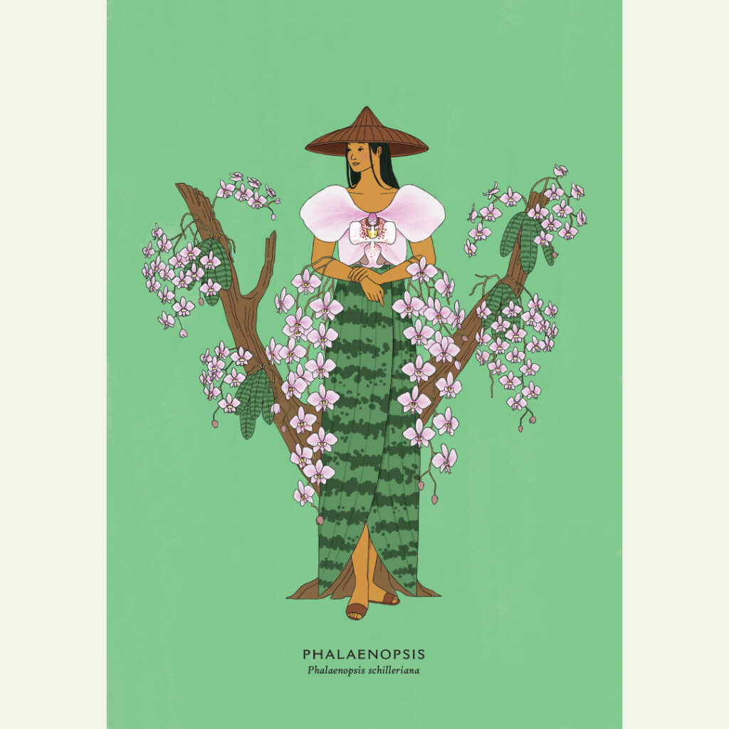 Phalaenopsis - A3 Print